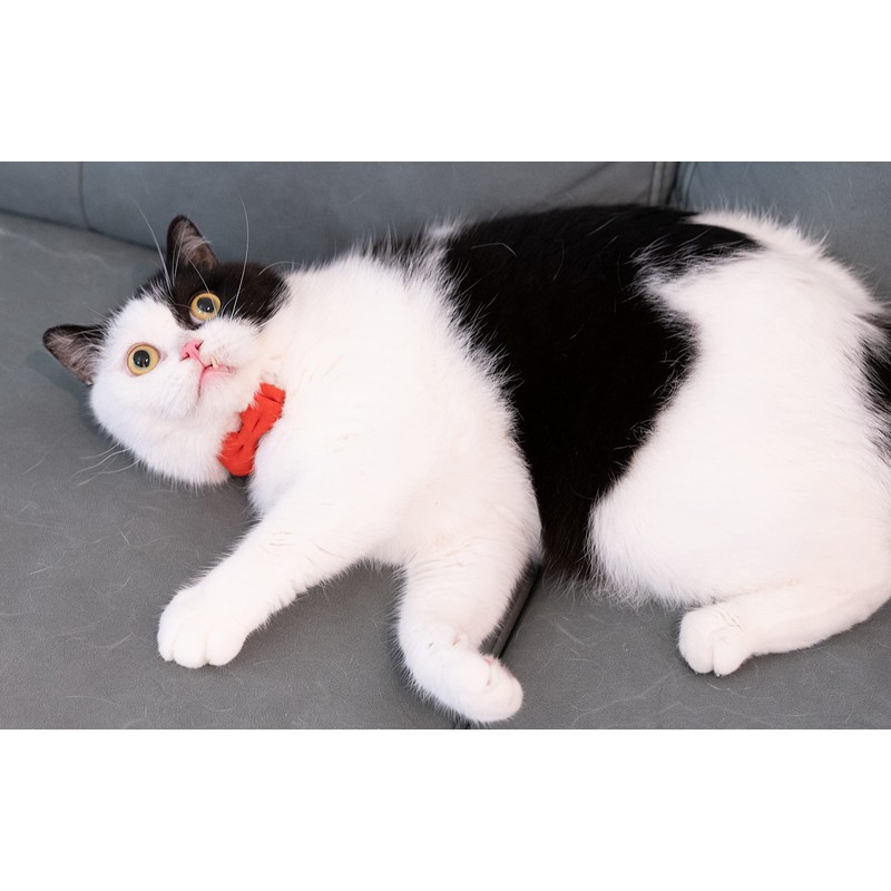 Gyapet Cat Collar with Bow Tie Bell Breakaway Kitten Small