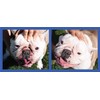 Squishface Flexible Silicone Dog Wrinkle Paste Applicator - Gentle Paste