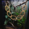 Snake Enrichment Rings for Ball Python, Plastic Imitation Wood Playground