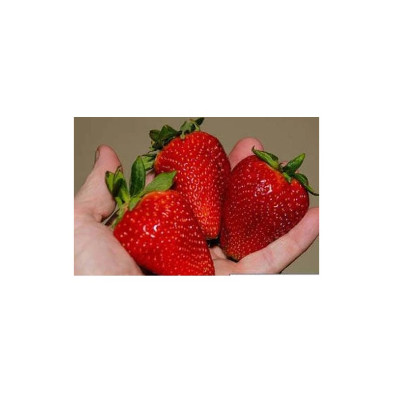 Strawberries 50 Albion Strawberry Everbearing Live Plants - Extra Large