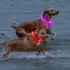 【2-Pack】 Rechargeable LED Dog Collar Set - Illuminate Night Walks