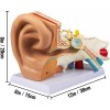 Vevor Modelo Anamotico Oido Humano Oreja Tamaño X5 Anatomia Oido