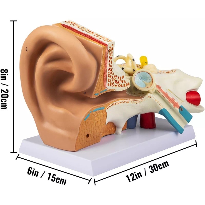 Vevor Modelo Anamotico Oido Humano Oreja Tamaño X5 Anatomia Oido