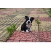 Hi-Line Gift Ltd. Boston Terrier Puppy Garden Statue Small Dog