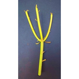 Euphorbia Tirucalli Pencil Cactus Plant Fire On Stick Flame Cuttings Cutting 1