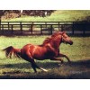 SECRETARIAT 8 X 10 ~ Lot of 2 Photos TRIPLE