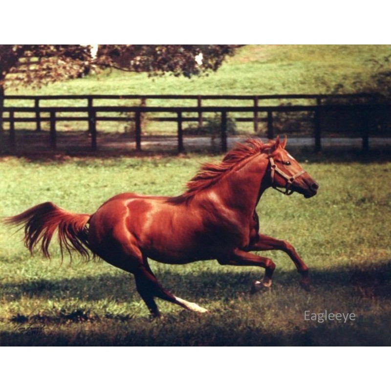 SECRETARIAT 8 X 10 ~ Lot of 2 Photos TRIPLE