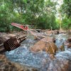RiverBum Redfish Flies Assortment Kit with Fly Box, Crazy Charlie,