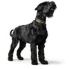 HUNTER Neoprene Reflect BVB Dog Collar Nylon Neoprene Padded Reflective