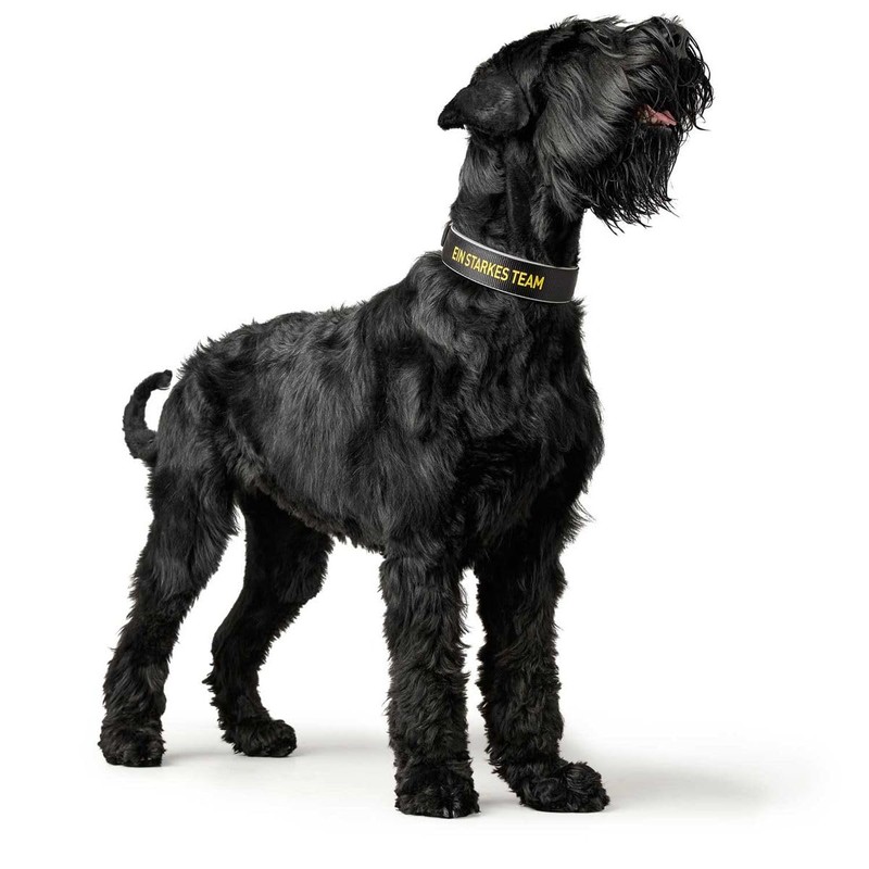 HUNTER Neoprene Reflect BVB Dog Collar Nylon Neoprene Padded Reflective