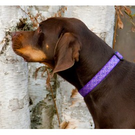 LupinePet Originals 1" Jelly Roll 12-20" Adjustable Collar for Medium and Larger Dogs