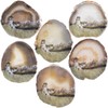 Nupuyai Natural Geode Agate Stone Slice Decor for Home Office,