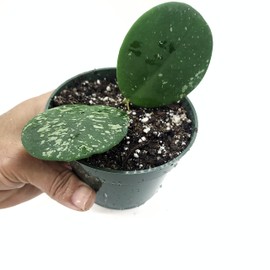 Hoya Obovata Live Houseplant Super Splash 1 stem 2 Leaves in 4" pot | Air-purifying plant | California Seller