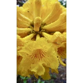 Home-Growth Yellow Trumpet, Handroanthus Ochraceus, Tabebuia Ochracea - 20 seeds 2025 - USA
