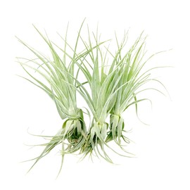 Live Air Plant - Tillandsia Gardneri 5-7” - 3ct - ragnaroc Rare Collectors Indoor Tropical Plant - Live Arrival Guaranteed - House Plants for Home Decor & Gift