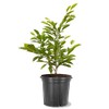 American Plant Exchange Japanese Alexandrina Magnolia Tree, 5 Gallon Pot,