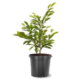 American Plant Exchange Japanese Alexandrina Magnolia Tree, 5 Gallon Pot, 2-3ft Tall, Large, Live Outdoor Landscape Garden Plant, Pink-Purple Flowering Blooms, Easy to Care