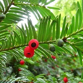 Taxus chinensis: Chinese Yew Seeds