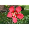 Red & White Texas Star Hardy Hibiscus Seeds RED and