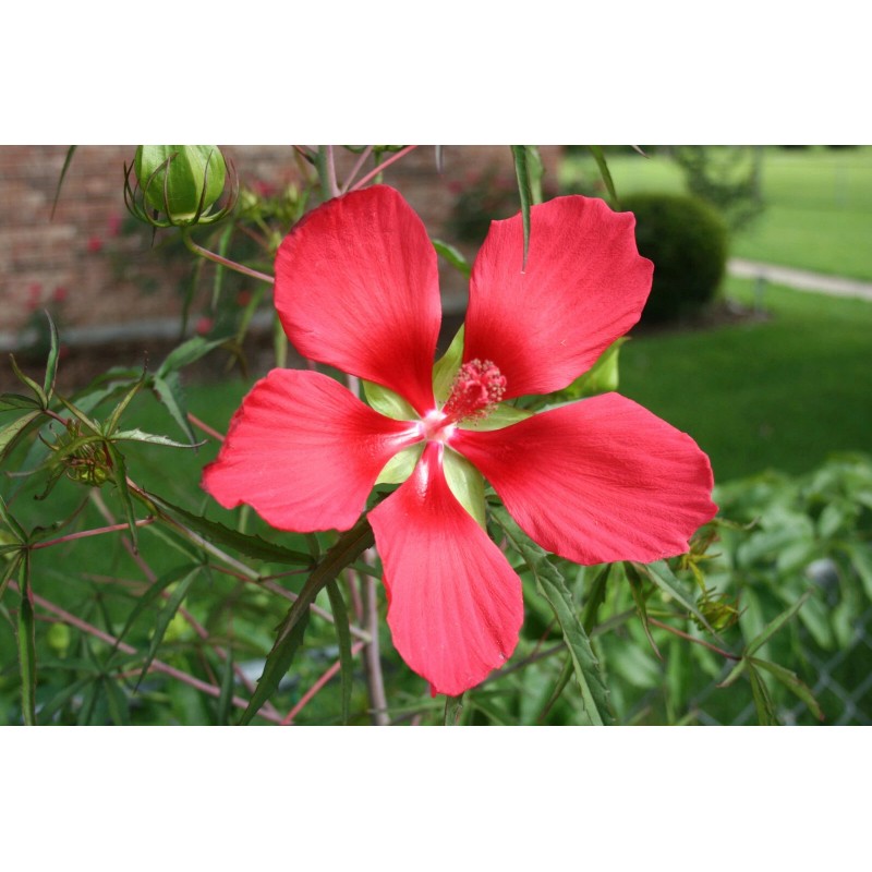 Red & White Texas Star Hardy Hibiscus Seeds RED and