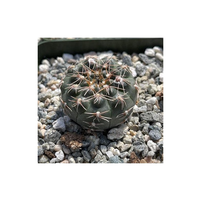 Gymnocalycyum Ruta