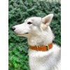 Tuff Pupper Classic Heavy Duty Dog Collar | 10x Stronger