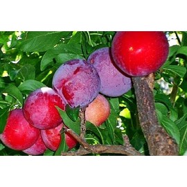 Red June Plum - Live Fruit Tree Shipped 2 to 3 Feet Tall by DAS Farms (No California)