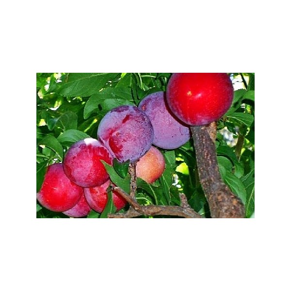 Red June Plum - Live Fruit Tree Shipped 2 to