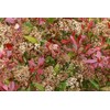 Photinia Red Tip | 2 Extra Large 3 Gallon Plants