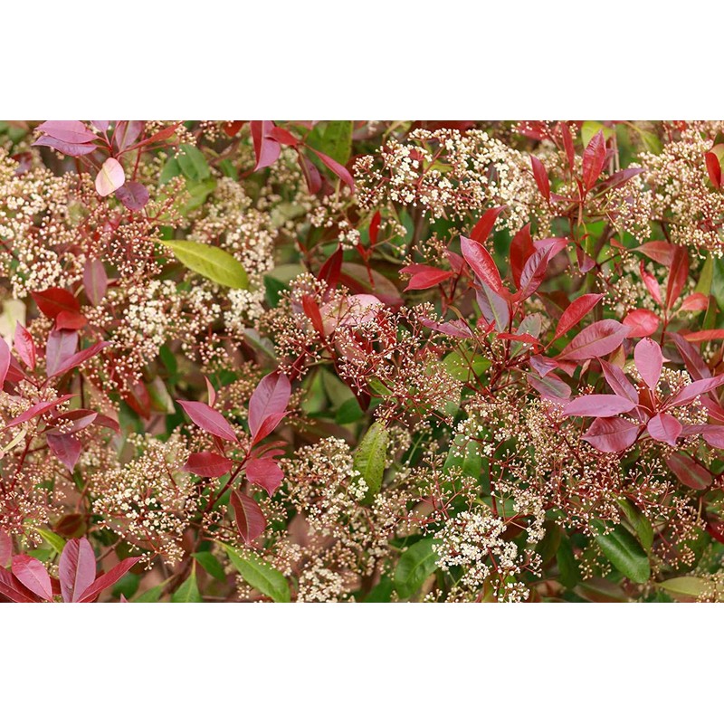 Photinia Red Tip | 2 Extra Large 3 Gallon Plants
