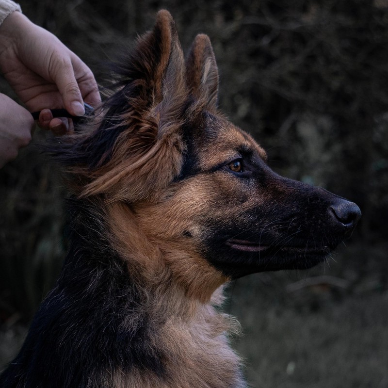 Fenrir Slip Leash 1.4m Professional Dog Training Lead To Stop