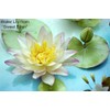 Water Lily Petal Cutter Set by WSA