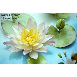 Water Lily Petal Cutter Set by WSA
