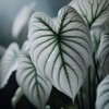 6 Snow White Caladium Bulbs for Planting - Perennial Hosta,
