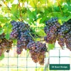 Trellis Net, 1.8 x 3.6 m Plant Net, Cucumber Net,