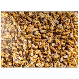 MyPuzzle Worker Honey Bees On A Frame from A Hive - Premium 1000 Piece Jigsaw Puzzle for Adults
