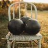 Black Tail Mountain Watermelon - 25 Seeds - Deliciously Sweet