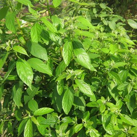 Aromatics International Cinnamon Leaf Essential Oil 15ml