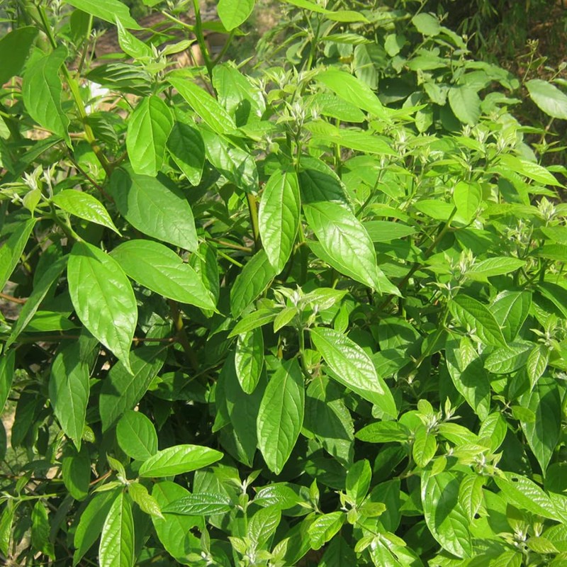 Aromatics International Cinnamon Leaf Essential Oil 15ml