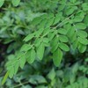 Cham Goods 모링가차 티백 50개입 2팩 Moringa Tea Bags 50