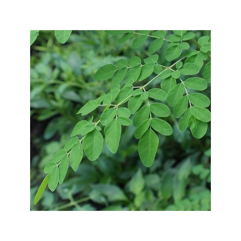 Cham Goods 모링가차 티백 50개입 2팩 Moringa Tea Bags 50