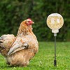 2-Pack Chicken Feeder, Chicken Toys for Hens with Spring and