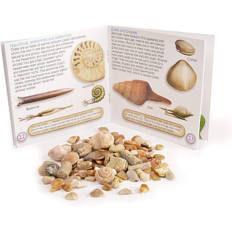 Namvo Fossil and Rock Box Set for School Geological Education