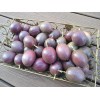 Passion Fruit Passiflora Edulis Passion Fruit Plant 8” With Pot