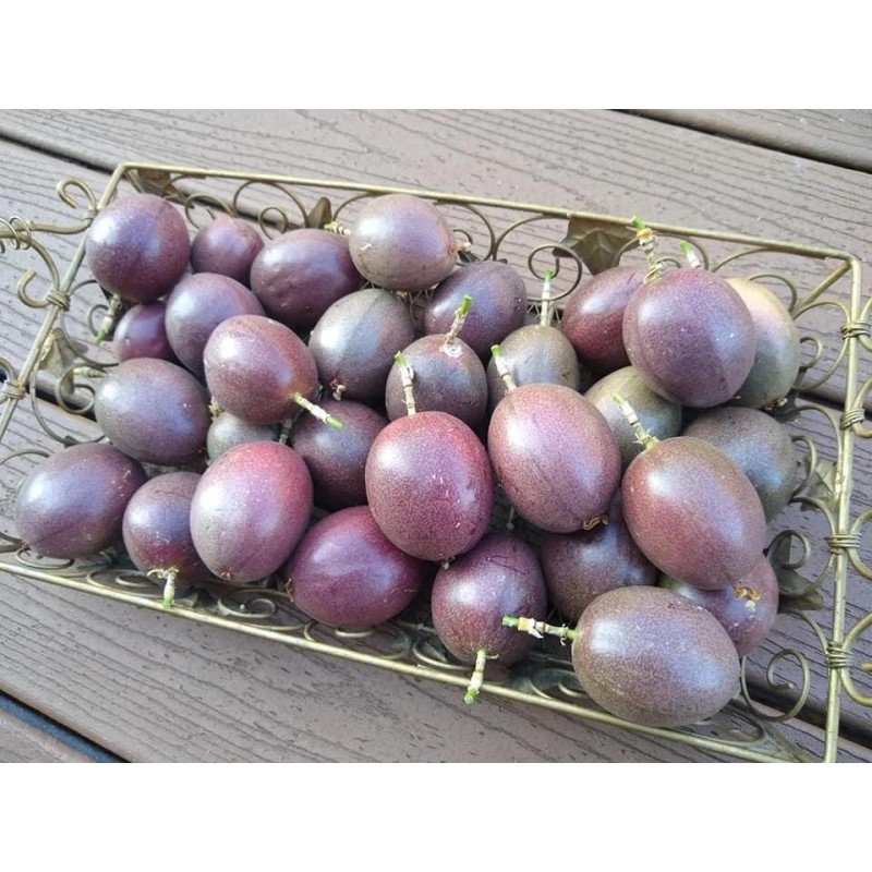 Passion Fruit Passiflora Edulis Passion Fruit Plant 8” With Pot