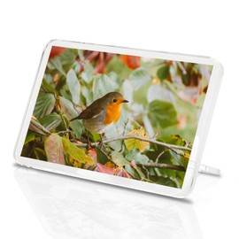 1 x Fridge Magnet -Cute Red Robin Bird Classic Fridge Magnet - Winter Autumn Nature Fun Gift #14318