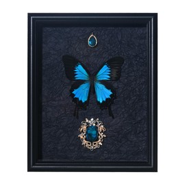 Real Butterfly Framed Taxidermy, 9X11 Inch Butter fly Specimen For Science Class, Home Decor Wall Art, Ideal gift for daughter wife and female friend (Black and Blue-Paradise Phoenix Butterfly)