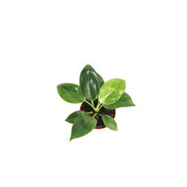 Birkin Philodendron Variegated- 4" from California Tropicals