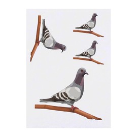 4 x 'Pigeon on a Branch' Temporary Tattoos - Water Resistant, Skin-Safe, Non-Toxic Transfers, Mixed Sizes (TO00074866)