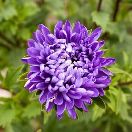 Eden Brothers Aster Seeds (Semi-Dwarf) - Jewelaster Purple
